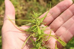 Marijuana allergy causes