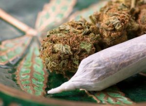 Marijuana allergy